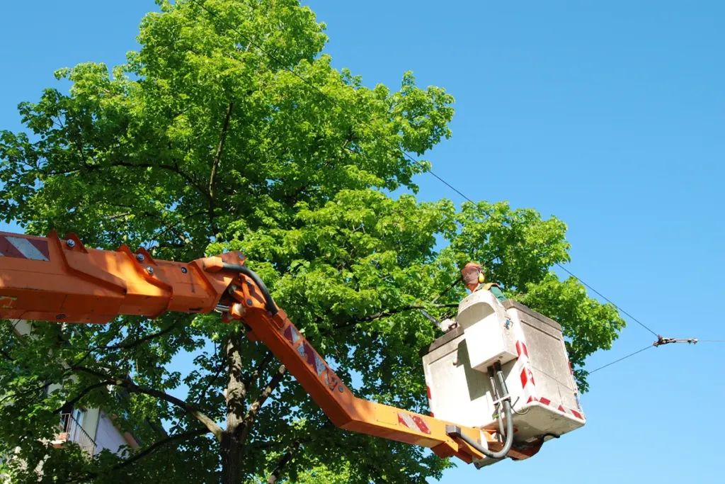 Houston tree service marketing
