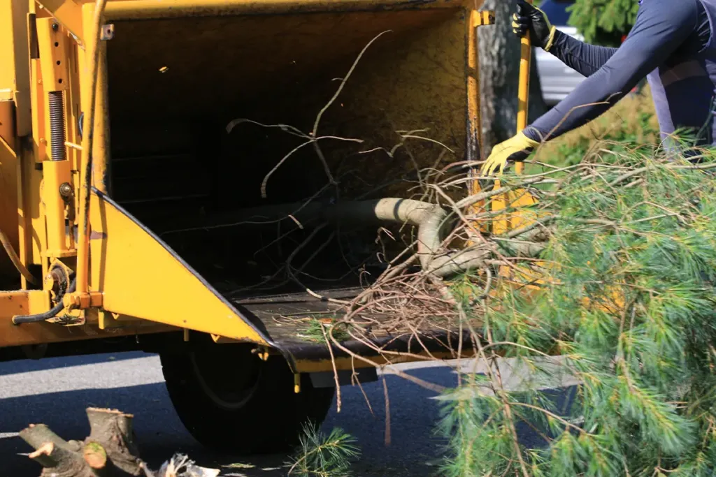 Houston tree trimming marketing service